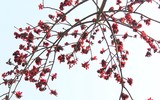 Ngắm hoa gạo nở rực góc trời